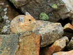 American Pika resting on a rock, Moraine Lake, Canada