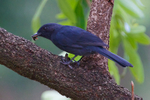 Northern Black Flycatcher with insect
