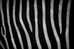 20211116-RLP_6286