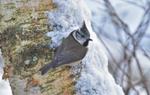 Crested Tit