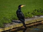Cormorant