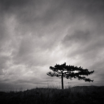 Windblown