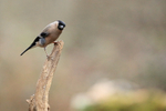 Bullfinch (female) perched, Otterbourne