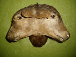 2 HEADED CALF