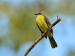 Grey-capped Flycatcher, Costa Rica