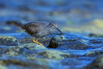 Wandering Tattler searching for food, Ke'e Beach, Kauai