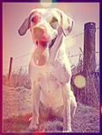 Chiswick-Dog-Walker