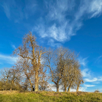 Wimpole 23Nov20 - 7