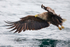 WHITE TAILED EAGLE, ISLE OF MULL, SCOTLAND