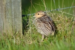 Pheasant juvenile