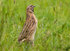 Common Quail.