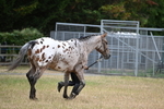 WJ6_8513