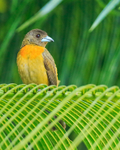 Cherrie's Tanager (female), Casa Corcovado, Costa Rica