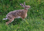 Brown Hare