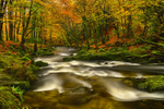 Tollymore Forest Park, Northern Ireland.