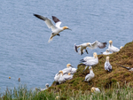 Gannets