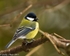 Great Tit-3840