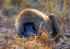 Olive Baboon 2