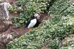 Nesting Puffins