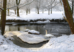 Swans
