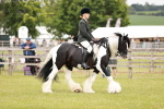 Class 39-41 TGCA In Hand and Ridden portfolio