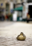 No.0027.  Sitting Duck