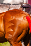 Horse rump pattern_8119
