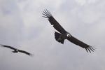 Andean Condors
