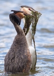 Great Crested Grebe portfolio