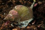 Buccinum undatum