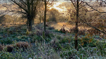 Frosted Sunrise II