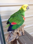 PARROT