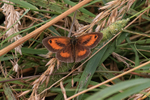 Gatekeeper (male) showing upper wings, resting on the ground