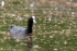Spring Coot  _AGT061