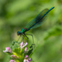 Banded Demoiselle