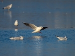 Black-headed Gulls