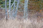 CAPE HURD #2 - BRUCE COUNTY