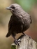Starling (04)