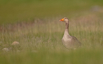 Greylag Goose - Anser Anser