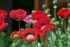Springfield Poppies