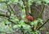 Red Squirrel