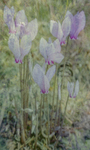 Cyclamens and Fennel
