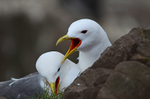 Kittiwakes