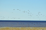 Matsalu National Park, Estonia