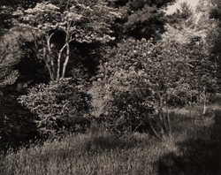 The Garden Series portfolio