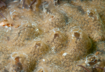 Diplosoma spongiforme