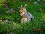 November 2022 - Grey Squirrel