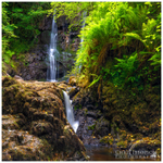 Fern Gully, Glenariff Forest Park (IMG1062)