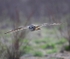 Short Eared Owl