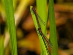 Large Red Damselflies